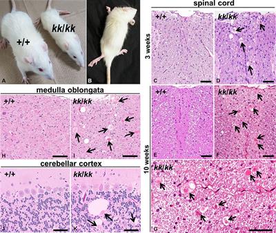 A missense mutation in the Hspa8 gene encoding heat shock cognate protein 70 causes neuroaxonal dystrophy in rats